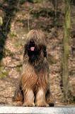 BRIARD 225